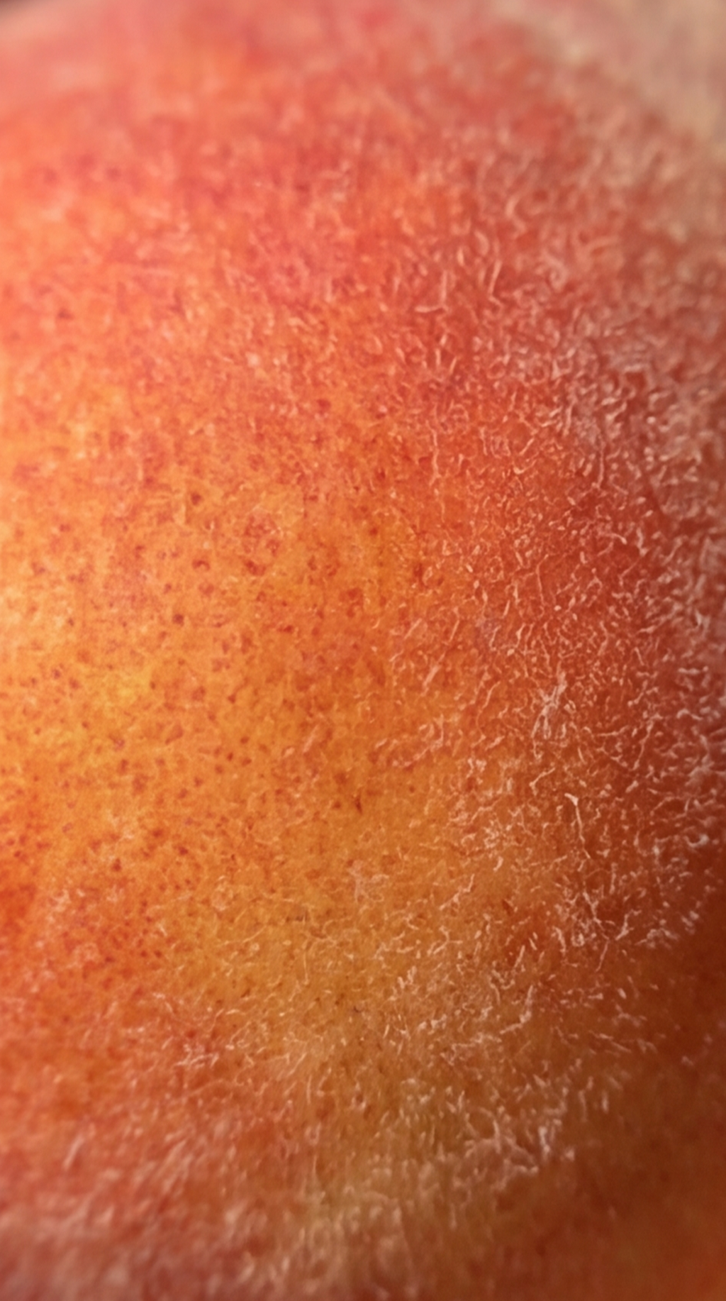 INCI_peche_Yleos_1916_1.